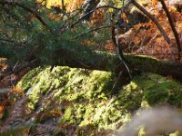 2016-10-09 Les gorges d Apremont 0052